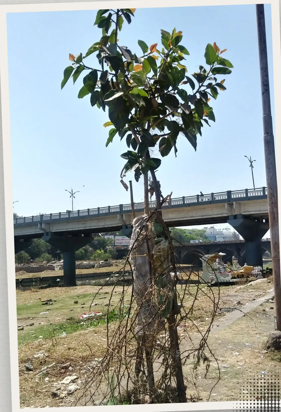 A young tree with a damaged trunk on bare ground beside a flyover